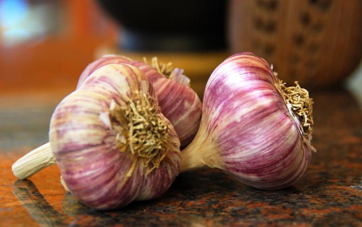 Purple Garlic