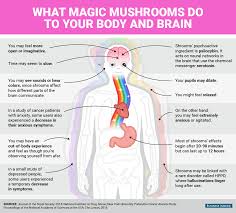 Can You Smoke Shrooms? Everything You Need to Know About Psilocybin Mushrooms and Their Usage