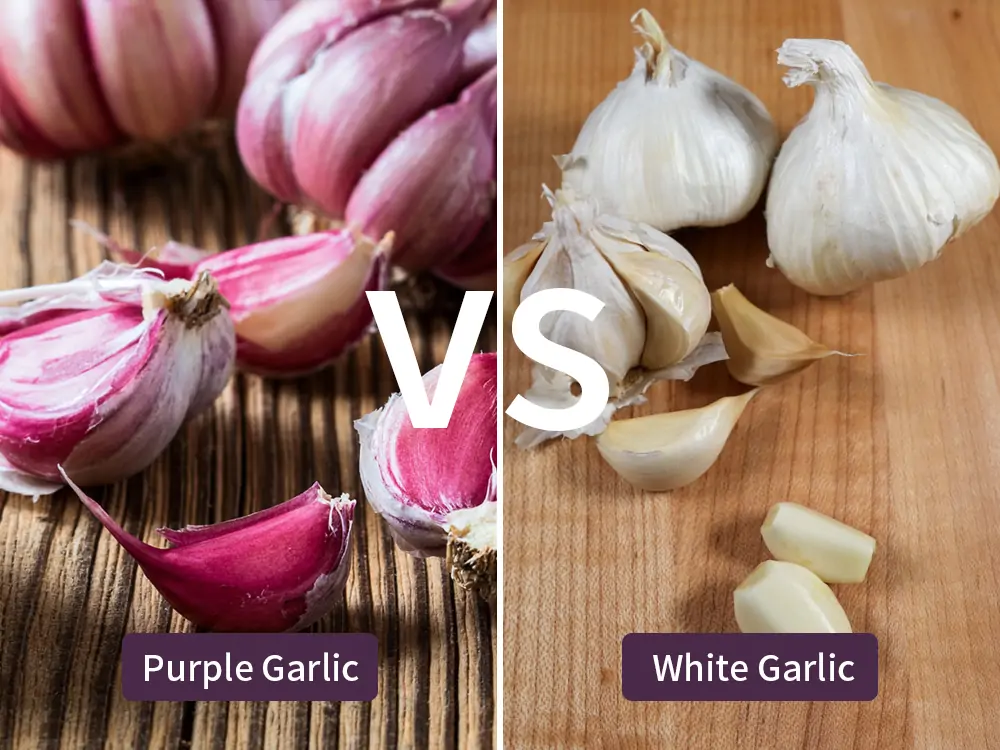 Purple Garlic